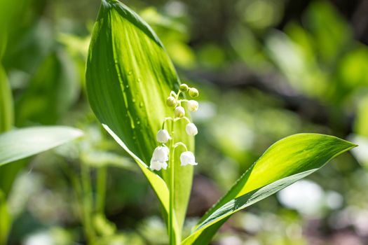 One lily of the valley in the spring forest. Gentle spring flowers. May Flower