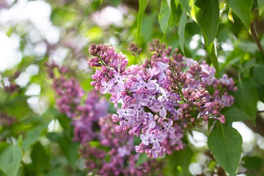 purple lilac outdoors. Gentle spring background. Spring May Flowers.