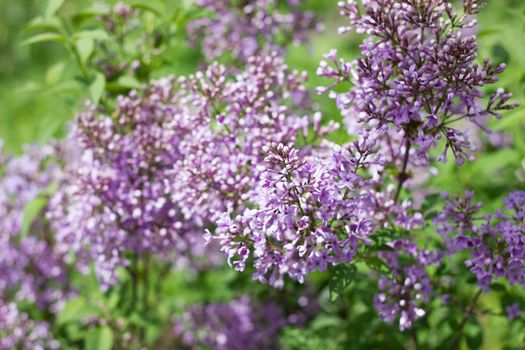 purple lilac outdoors. Gentle spring background. Spring May Flowers.