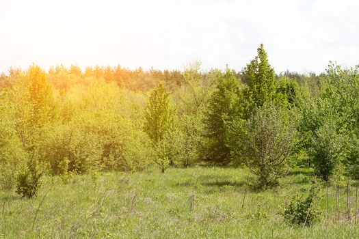 young forest, landscape of tranquil forest. Spring season.