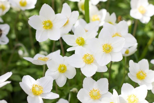 glade of white flowers. Spring flowers . Field perennial white flowers.