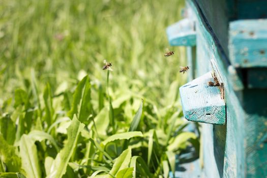 Bees fly out of evidence. Bees collect nectar . Bee breeding