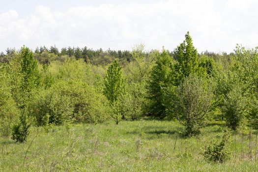 young forest, landscape of tranquil forest. Spring season.