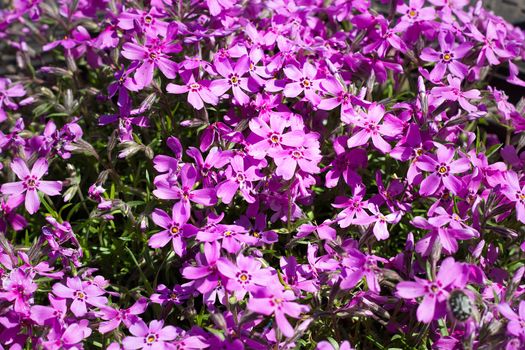 meadow of pink flowers close up. Beautiful natural background.