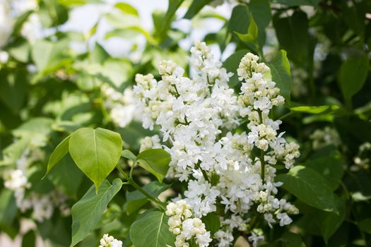 a sprig of white lilac outdoors. May flowers. Spring gentle background.