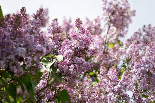 purple lilac outdoors. Gentle spring background. Spring May Flowers.