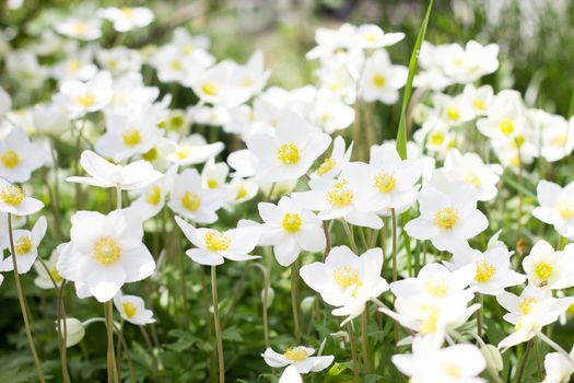 glade of white flowers. Spring flowers . Field perennial white flowers.