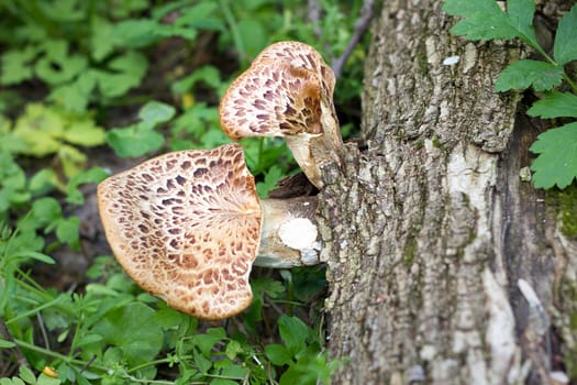 mushroom on the old log. Autumn mushroom picking. Edible Mushrooms