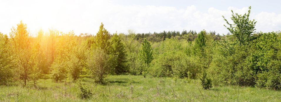 panorama of young forest. Calm forest. Nature
