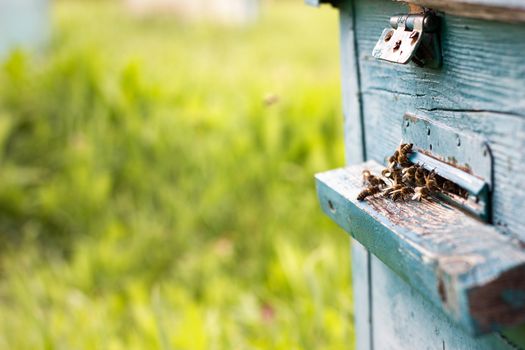 Bees fly out of evidence. Bees collect nectar . Bee breeding