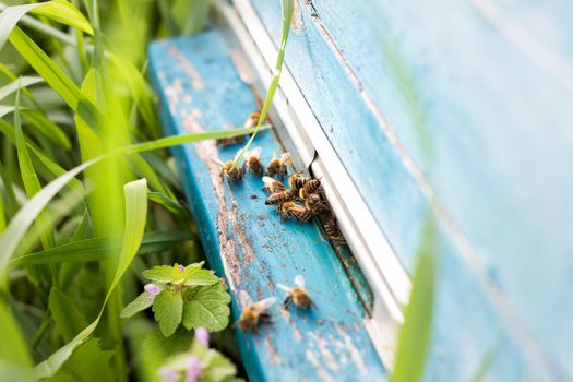 Bees fly out of evidence. Bees collect nectar . Bee breeding