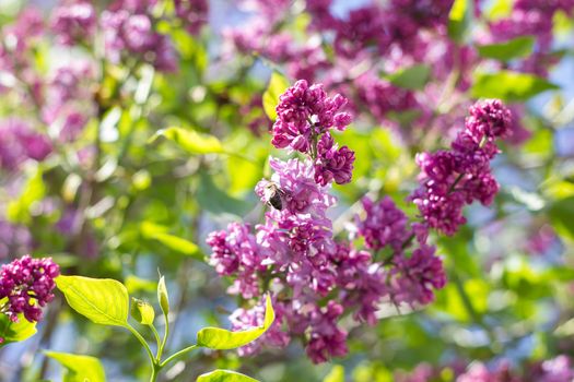 purple lilac outdoors. Gentle spring background. Spring May Flowers.