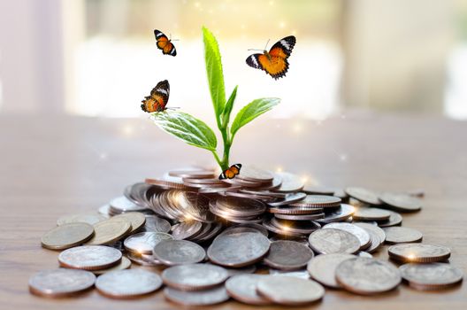 Money growth Saving money. Upper tree coins to shown concept of growing business