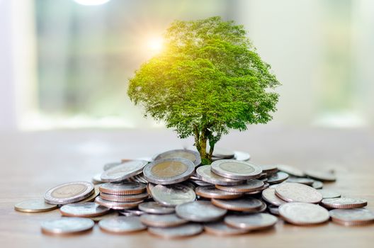 Money growth Saving money. Upper tree coins to shown concept of growing business