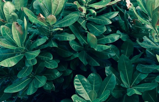 Leaves Calathea ornata pin stripe background blue