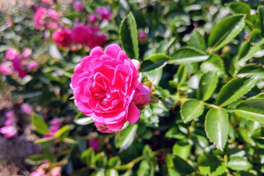 Beautiful red garden rose on a sunny clear summer day, nature background