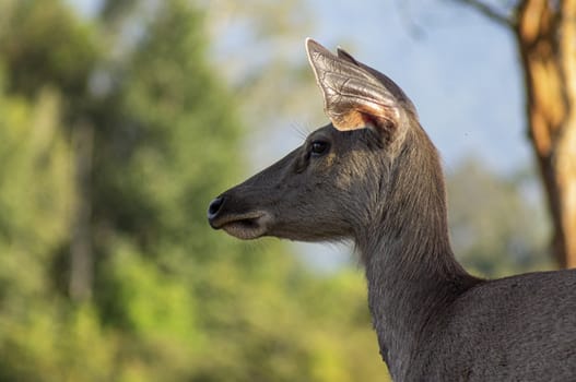 Deer head on the side. Deer are looking at something carefully. The background is a green tree.