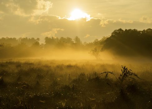 Fog over the grass In the morning Nature along the way in Chumphon Province