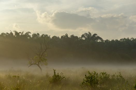 Fog over the grass In the morning Nature along the way in Chumphon Province