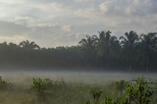 Fog over the grass In the morning Nature along the way in Chumphon Province