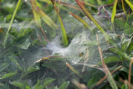 Spider web on the top of the grass. Dew and moisture.