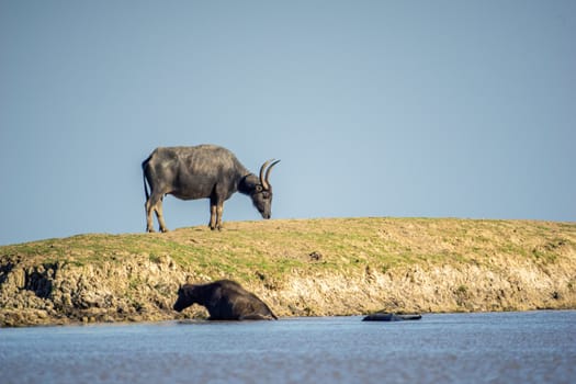 Buffalo on the mound Beside the pond, transformed by mud, it was eating grass