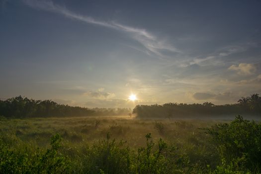 Fog over the grass In the morning Nature along the way in Chumphon Province