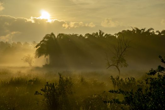 Fog over the grass In the morning Nature along the way in Chumphon Province