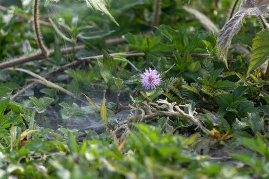 Spider web on the top of the grass. Dew and moisture. Small flower