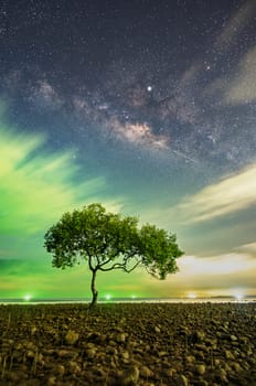 One tree at Chumphon beach, Chumphon province. The movement of clouds and the Milky Way. The mangrove area receives green light from fishing boats.