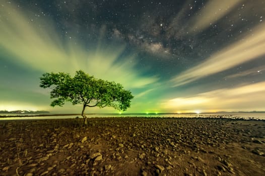 One tree at Chumphon beach, Chumphon province. The movement of clouds and the Milky Way. The mangrove area receives green light from fishing boats.