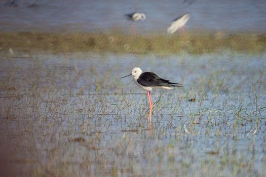 Birds live and swim in freshwater lakes, local birds in the world wetlands (Ramsa site).