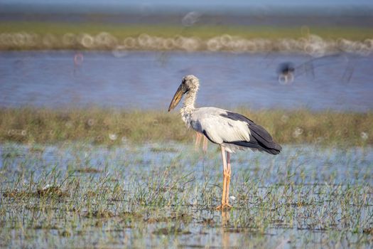 Birds live and swim in freshwater lakes, local birds in the world wetlands (Ramsa site).