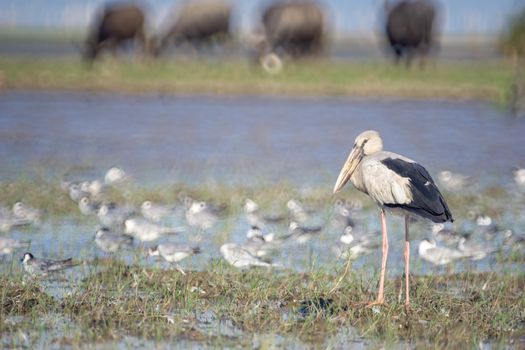 Birds live and swim in freshwater lakes, local birds in the world wetlands (Ramsa site).