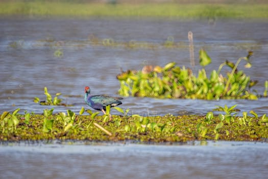 Birds live and swim in freshwater lakes, local birds in the world wetlands (Ramsa site).