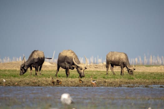 Buffalo on the mound Beside the pond, transformed by mud, it was eating grass