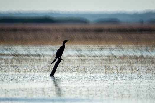 Birds live and swim in freshwater lakes, local birds in the world wetlands (Ramsa site).