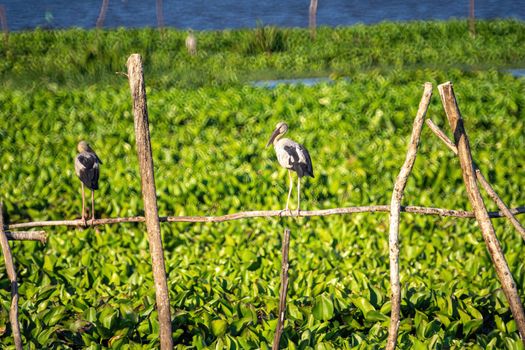 Birds live  in freshwater lakes, local birds in the world wetlands (Ramsa site).