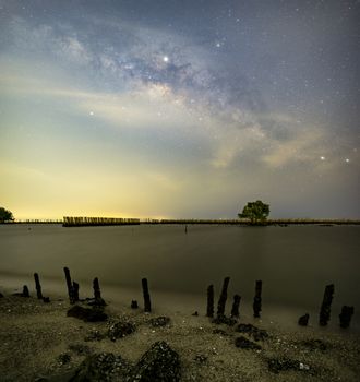 The Milky Way above a single tree and the bamboo landscape prevents the sea from breaking the coast.	

