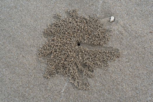 The floating groove of the habitat of Horn-eyed ghost crab or Ocypode on the white sand by the sea	