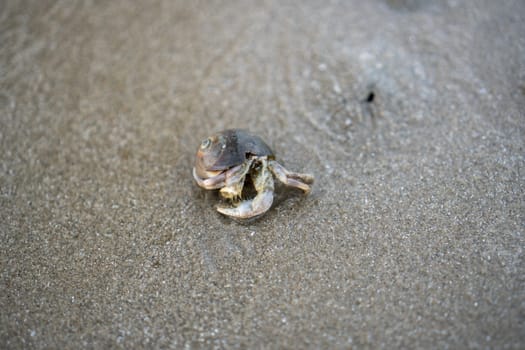 Hermit crabs live on the sand by the sea	

