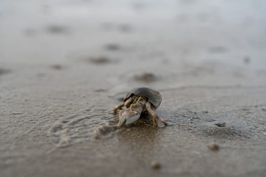 Hermit crabs live on the sand by the sea	

