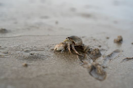 Hermit crabs live on the sand by the sea. Hermit crabs digging sand to bury themselves to hide from predators.	

