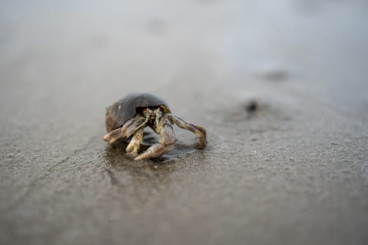 Hermit crabs live on the sand by the sea	

