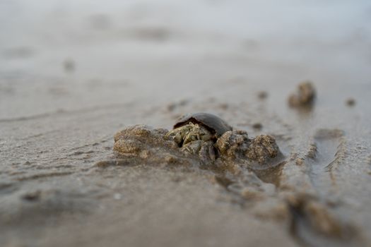Hermit crabs live on the sand by the sea. Hermit crabs digging sand to bury themselves to hide from predators.	

