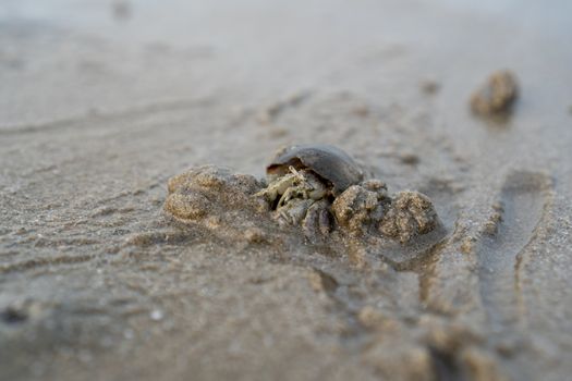 Hermit crabs live on the sand by the sea. Hermit crabs digging sand to bury themselves to hide from predators.	

