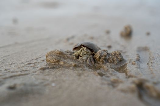 Hermit crabs live on the sand by the sea. Hermit crabs digging sand to bury themselves to hide from predators.	


