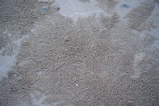 The floating groove of the habitat of Horn-eyed ghost crab or Ocypode on the white sand by the sea	