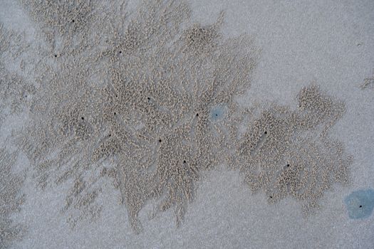 The floating groove of the habitat of Horn-eyed ghost crab or Ocypode on the white sand by the sea	
