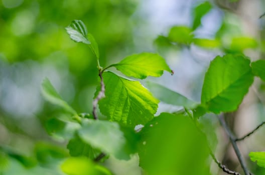 Spring background, green tree leaves on blurred background.